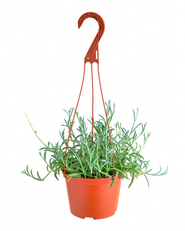 Senecio Radicans &