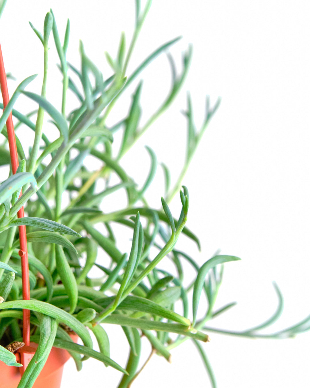 Senecio Radicans &