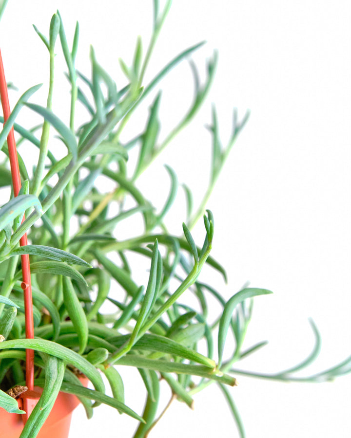 Senecio Radicans &