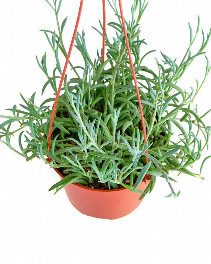 Senecio Radicans &