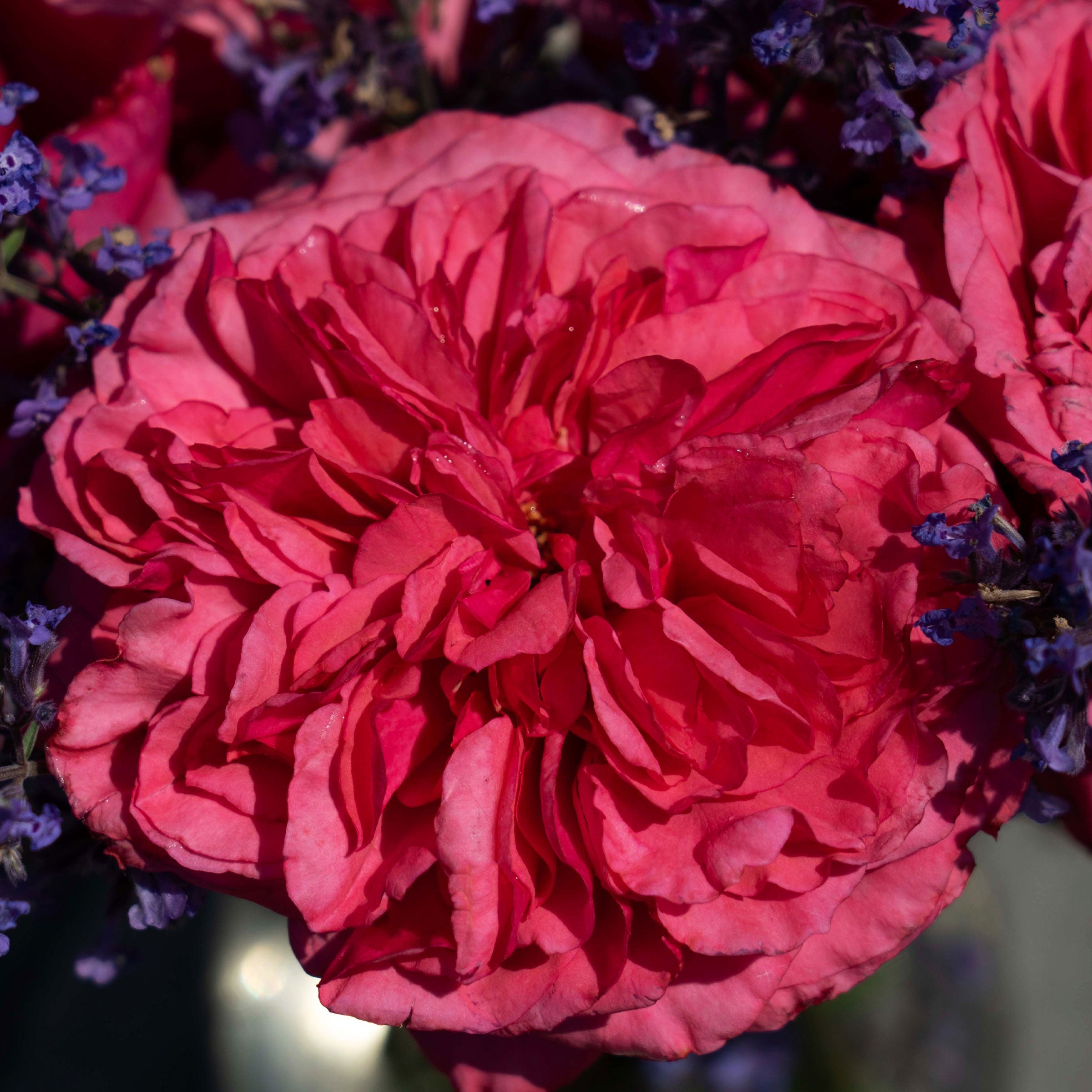 Loves Me, Loves Me Not Rose Plant 1.5 gallon Pot