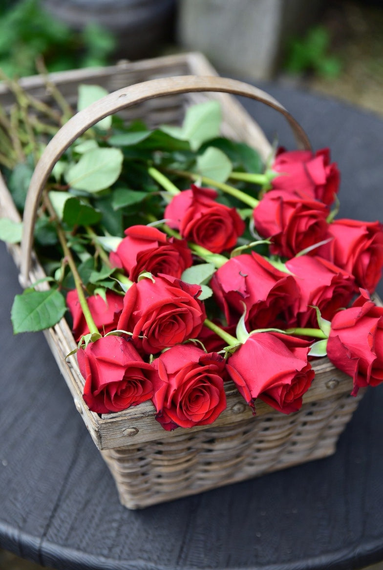 red rose plant in pot Loves Promise Rose 1.5 gallon Pot
