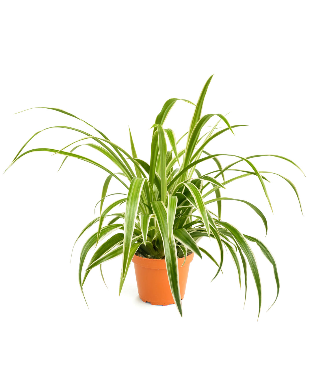 Chlorophytum comosum &