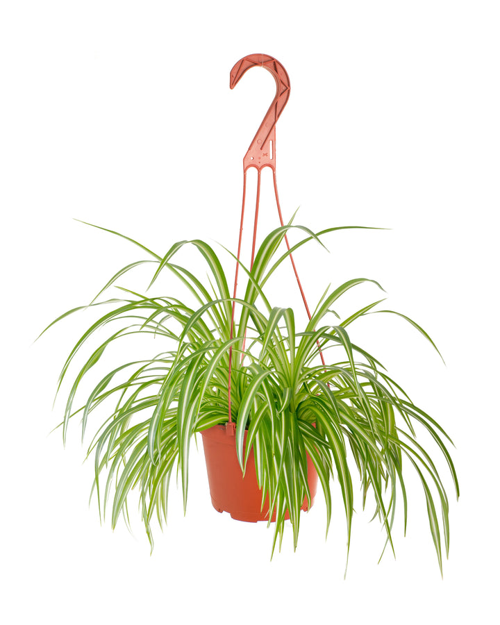 Chlorophytum comosum &