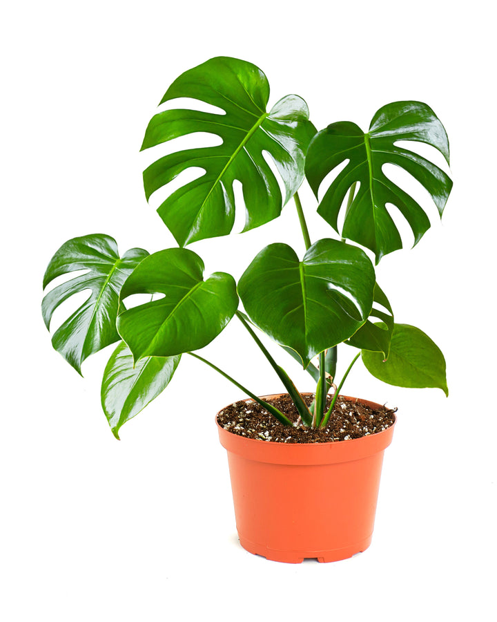 Monstera Deliciosa &