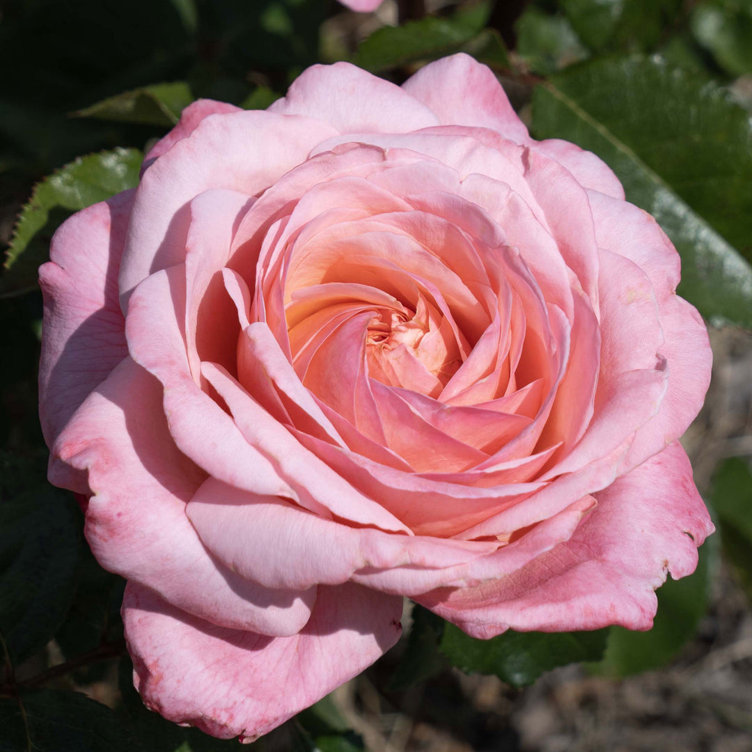 Martha Stewart Rose 1.5 Gallon Container