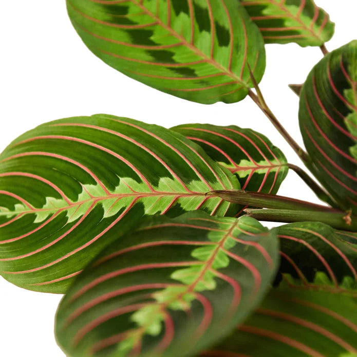 Maranta Red &