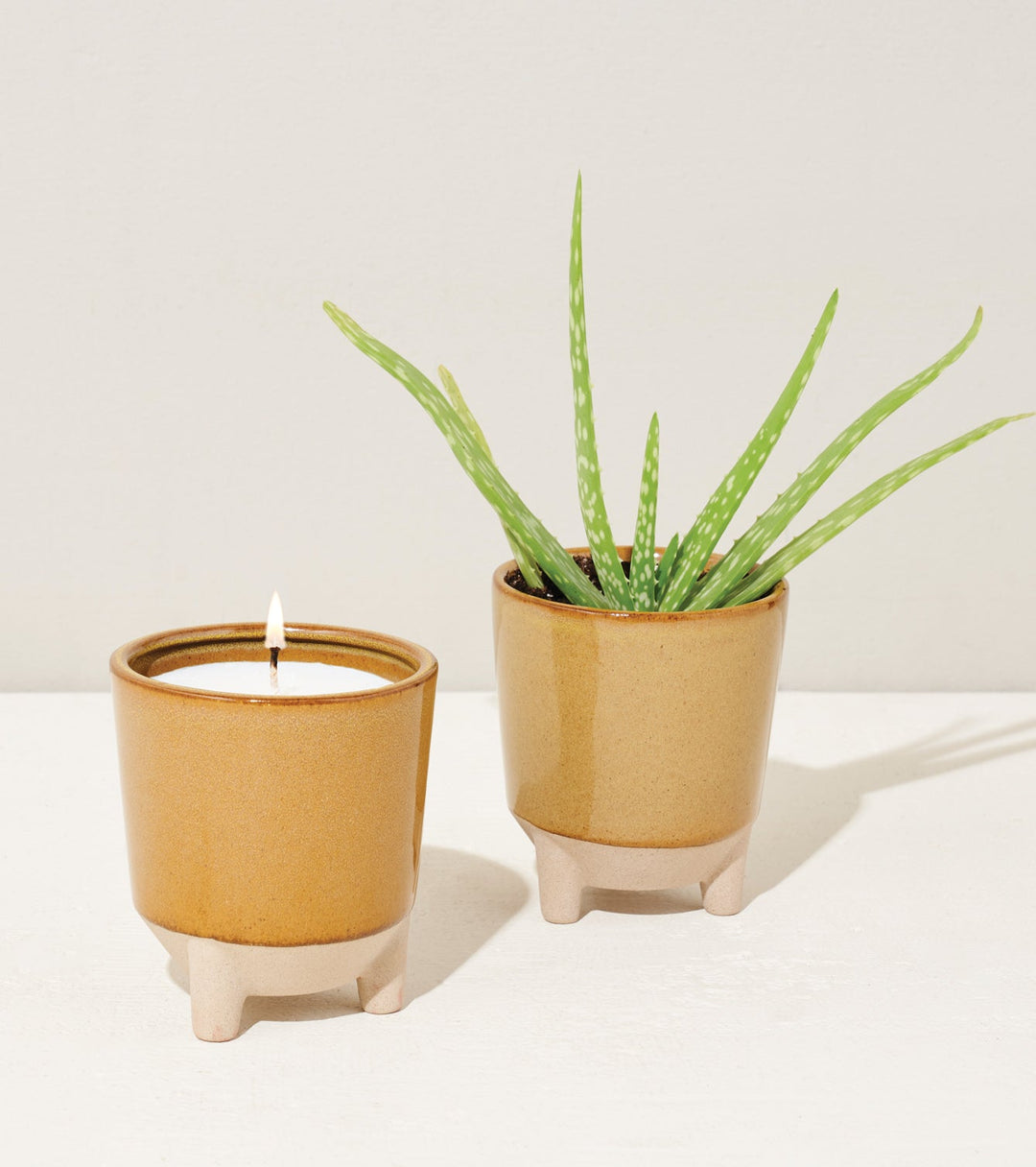 Glow &amp; Grow Kits
