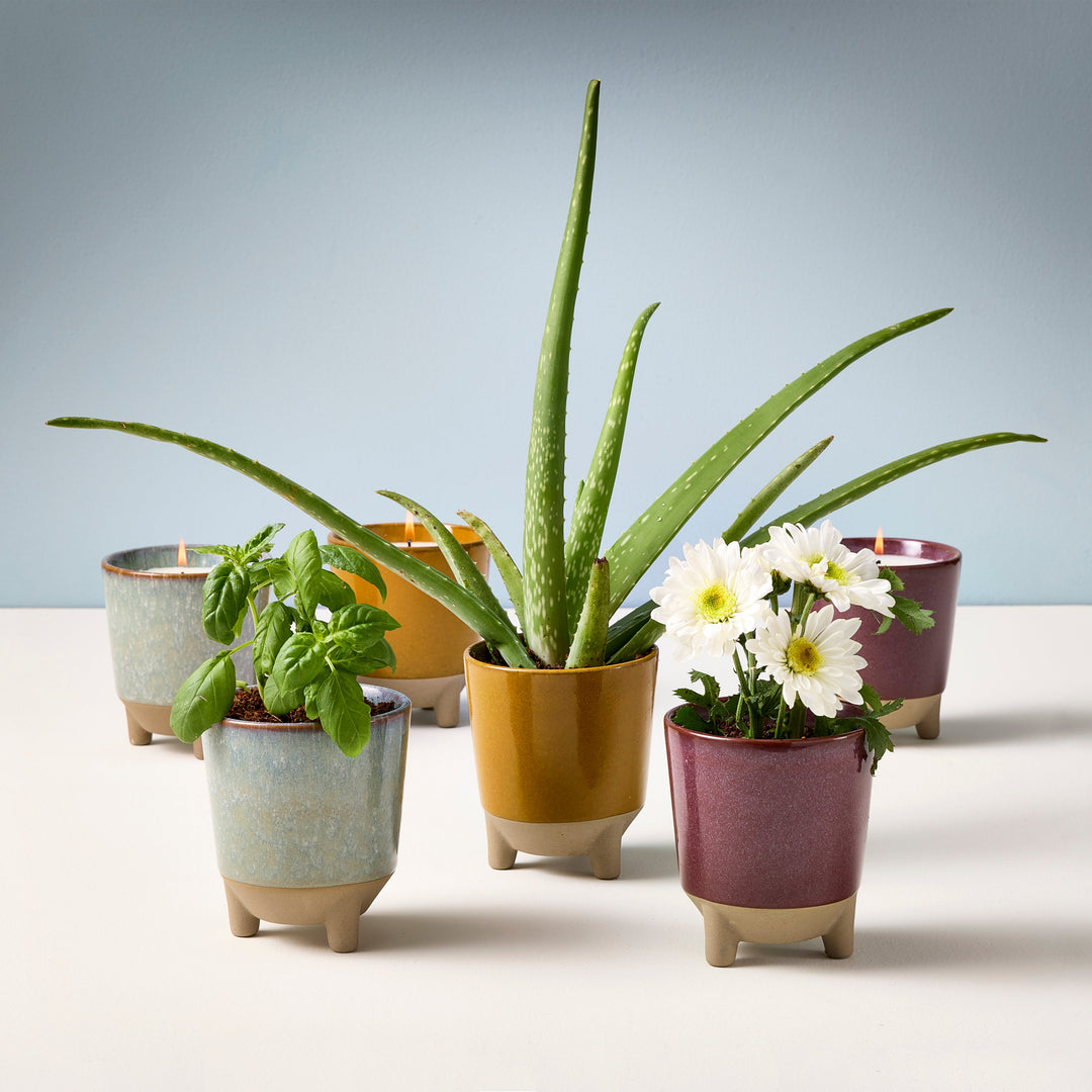 Glow &amp; Grow Kits