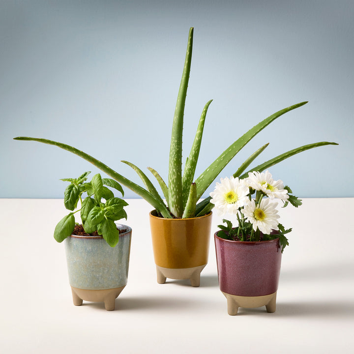 Glow &amp; Grow Kits