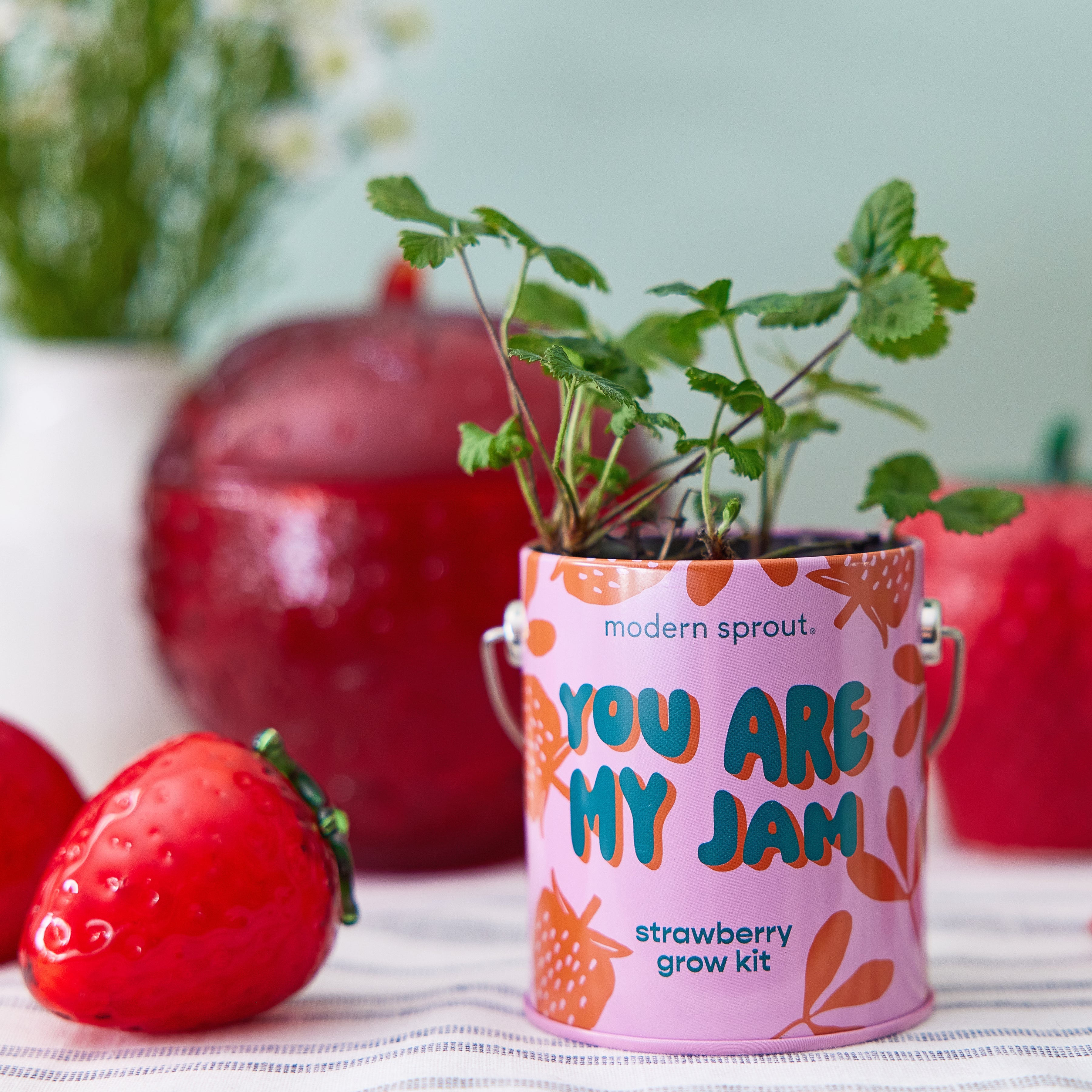 Complimentary Colors Grow Kits