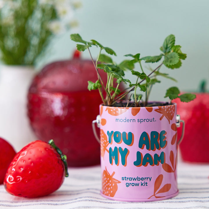 Complimentary Colors Grow Kits