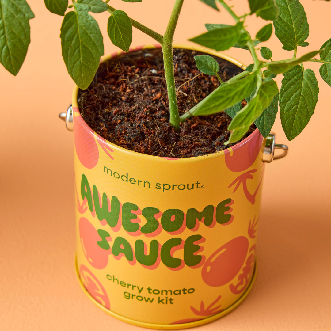 Complimentary Colors Grow Kits