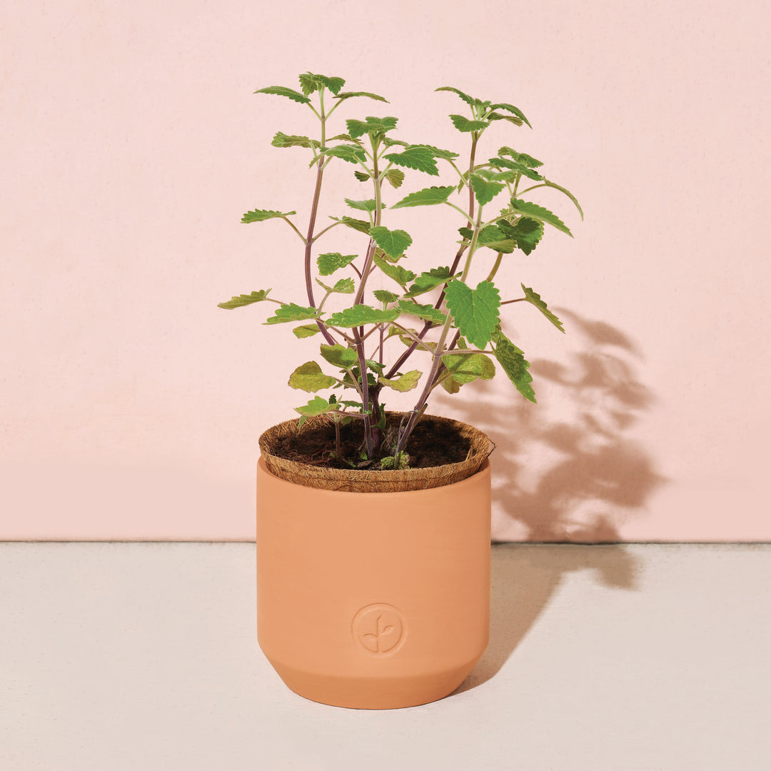 Pet Tiny Terracotta Grow Kits