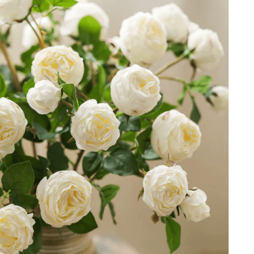 White Cabbage Rose Stem 20.8" Tall