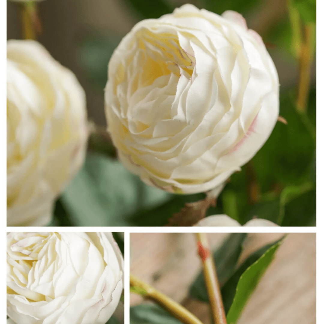 White Cabbage Rose Stem 20.8" Tall