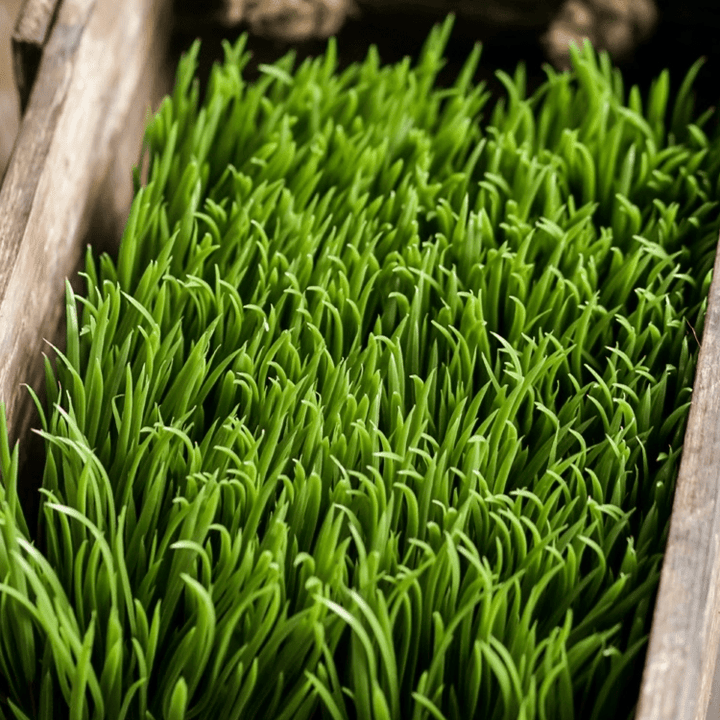 Faux Grass in Black Pot