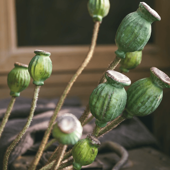 Green Poppy Fruit Stem 30.7" Tall 3-Stem Bundle