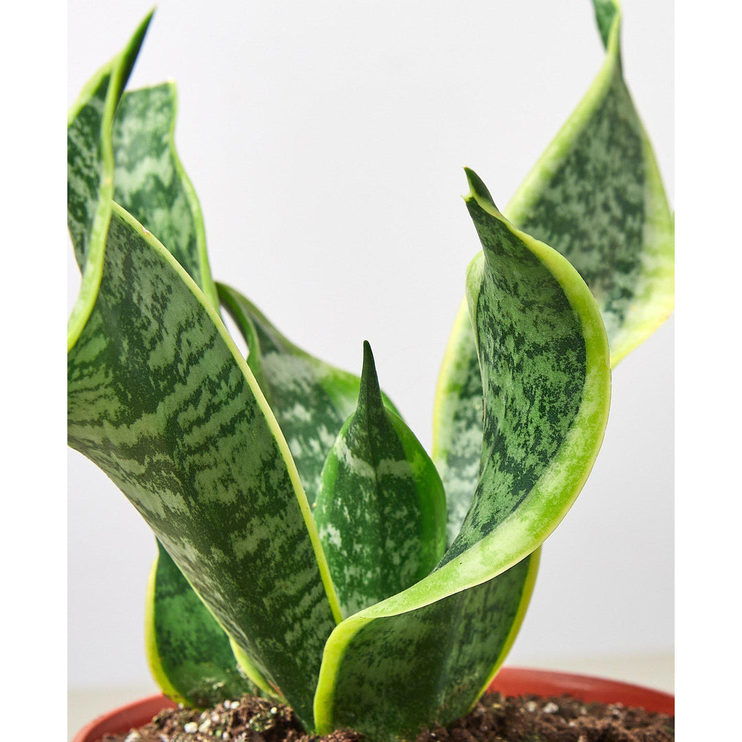 Snake Plant &