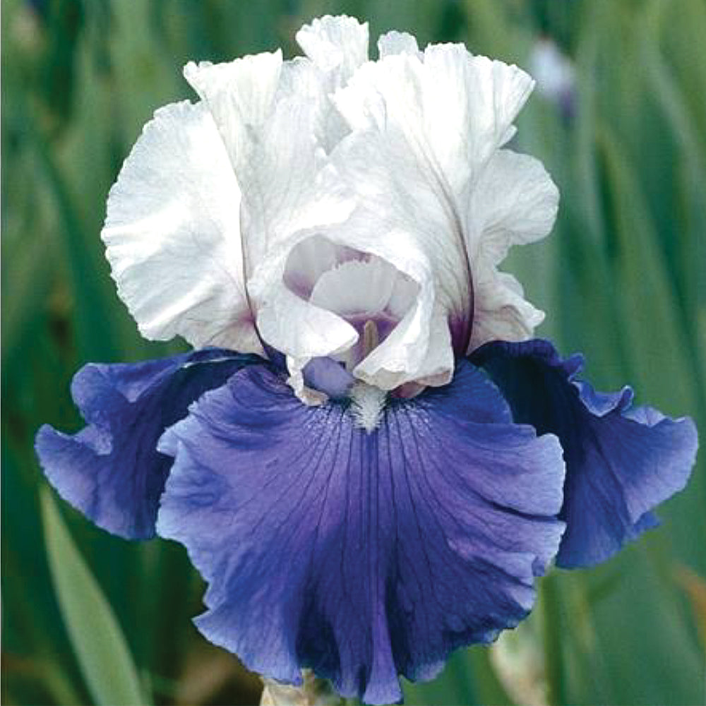 Mariposa Skies Reblooming Bearded Iris Potted Quart Pot