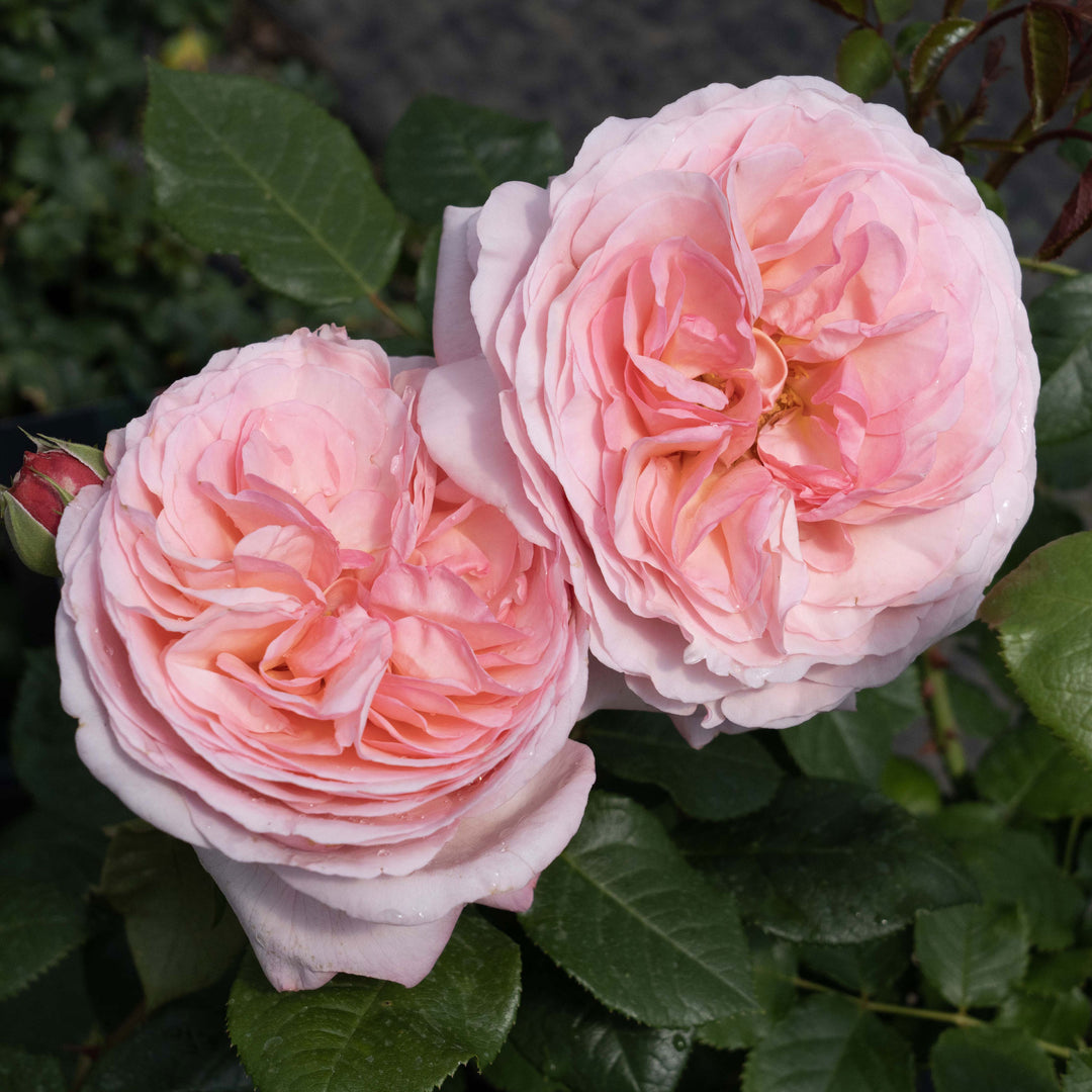 Martha Stewart Rose 1.5 Gallon Container