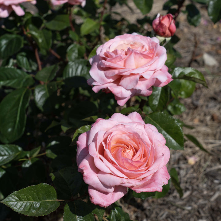 Martha Stewart Rose 1.5 Gallon Container