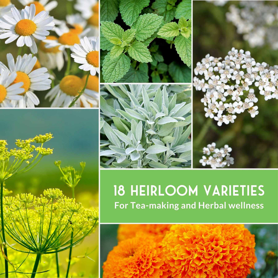 Medicinal Herb Garden Seed Collection – 18 Heirloom Non-GMO Varieties