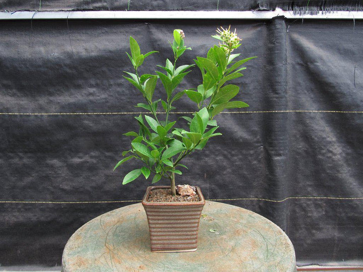 Meyer Lemon Bonsai Tree