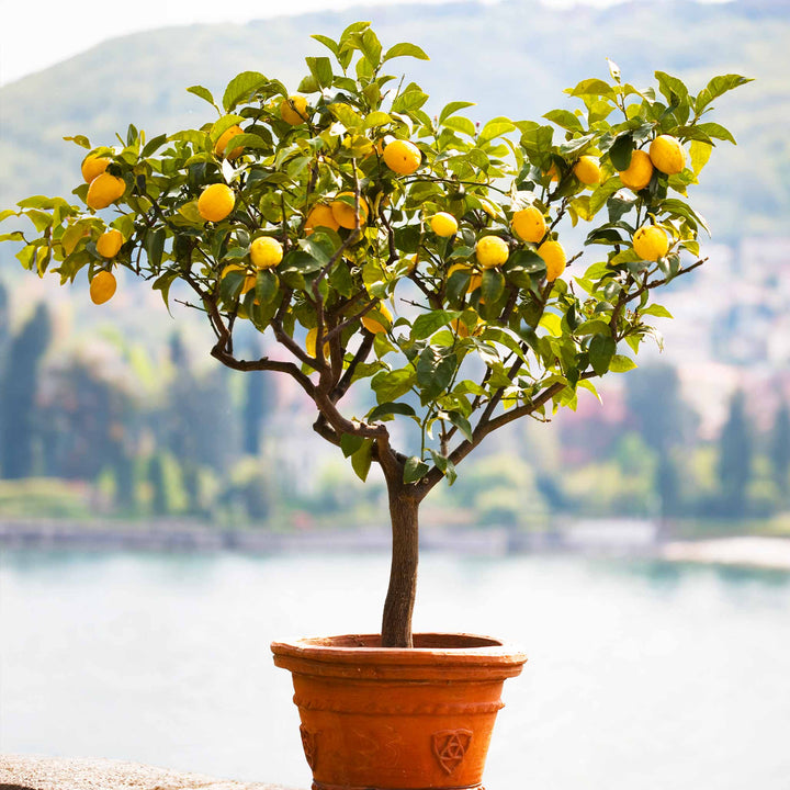 Improved Meyer Lemon Tree (CA)