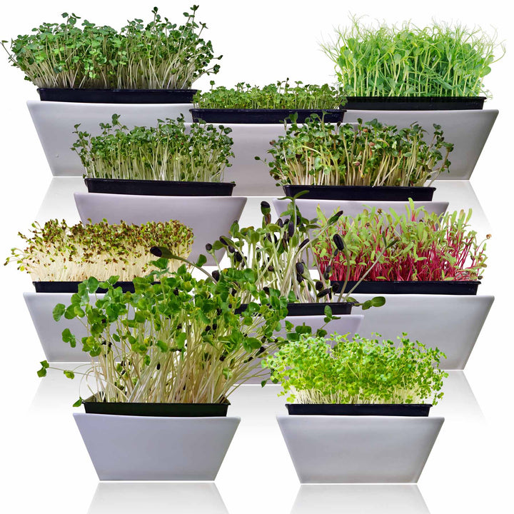 10-Variety Heirloom Microgreen Seed Pack – Non-GMO Seeds for Indoor Growing, Sprouting &amp; Year-Round Nutrition