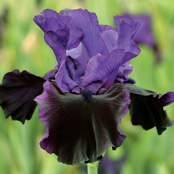 Midnight-Treat-Iris-