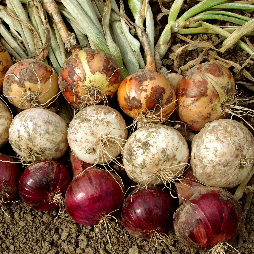 Mixed White &amp; Yellow Onion Sets 1 Lb. Non-GMO