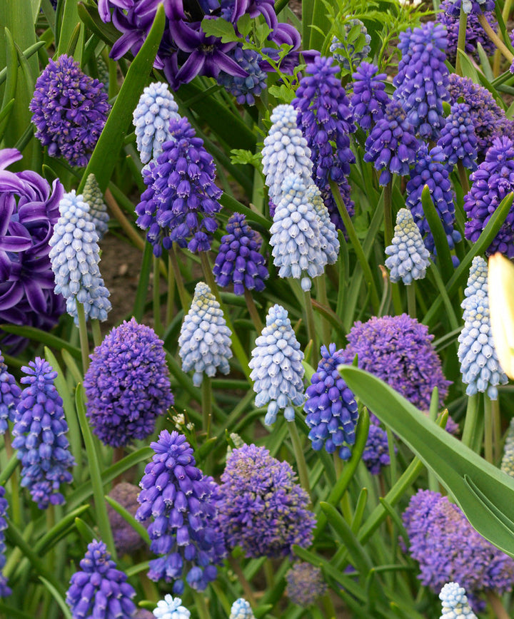 Mixed Muscari - 30 bulbs
