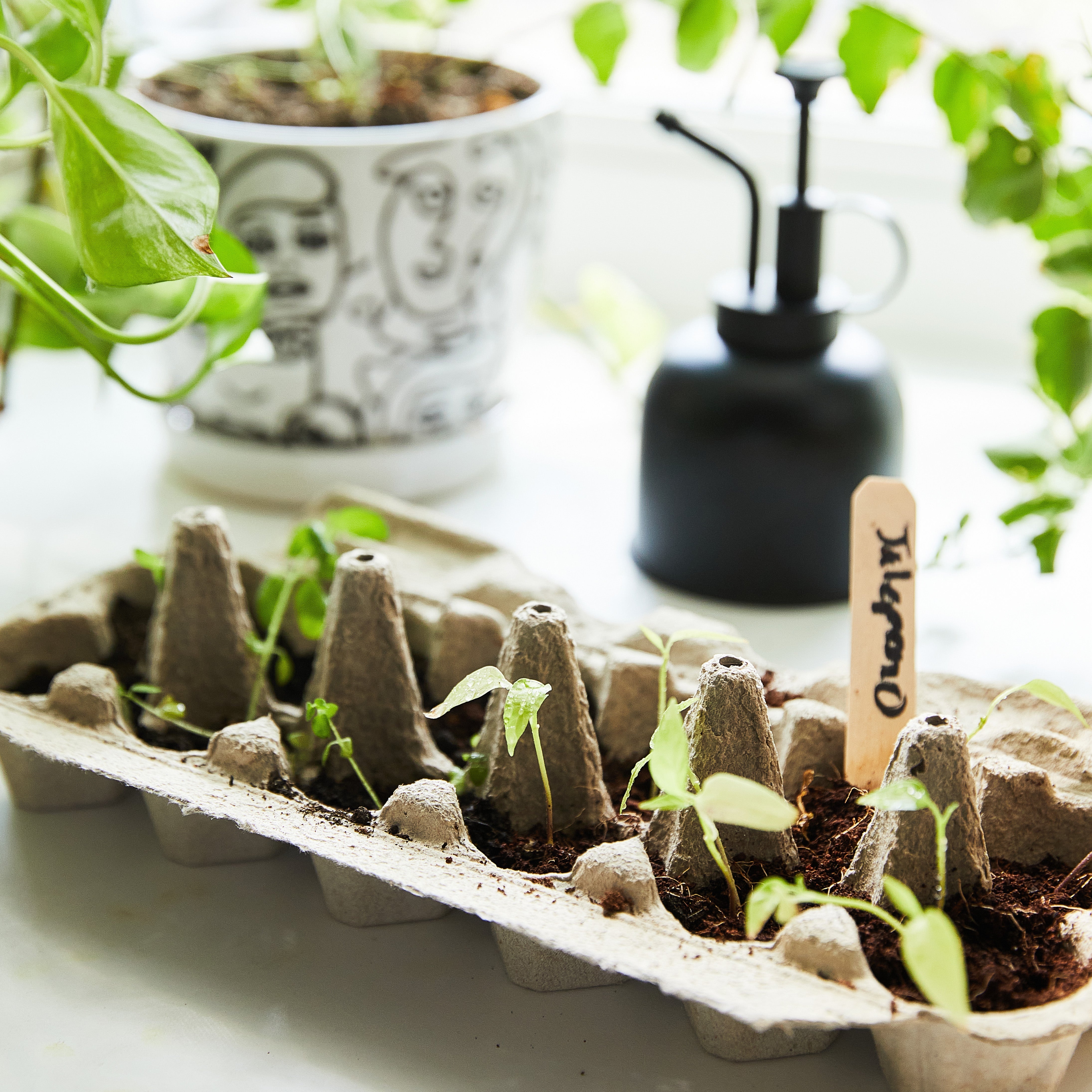 Seed Collection + Accessories