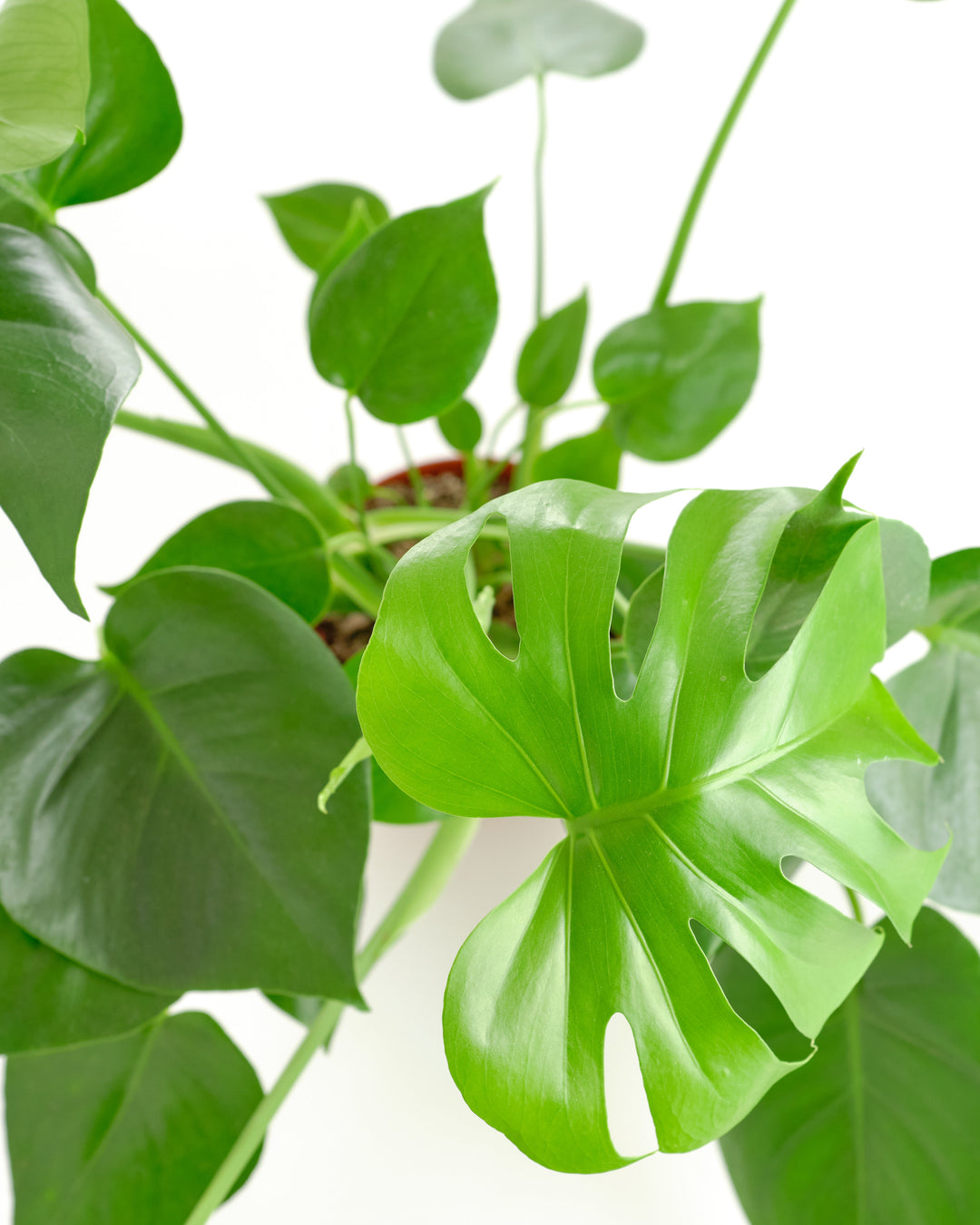 Monstera Deliciosa &