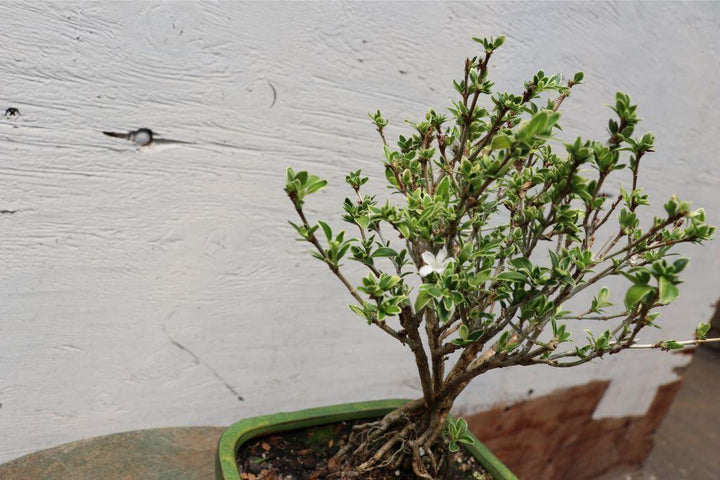 Mt. Fuji Serissa Exposed Root Golf Ball Bonsai Tree