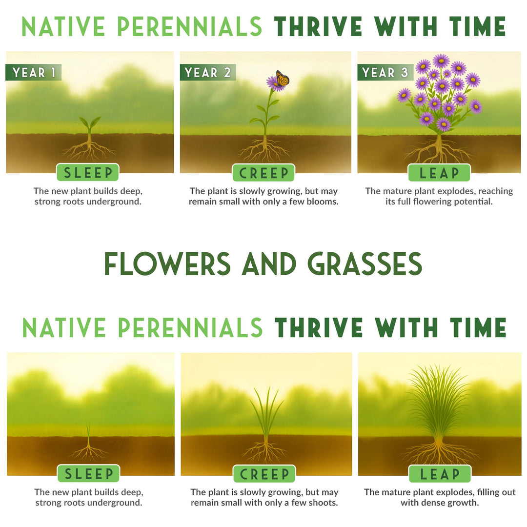 Native Habitat Seed Collection – 24 Native Wildflowers &amp; Grasses for Pollinators, Meadows &amp; Low-Maintenance Landscapes