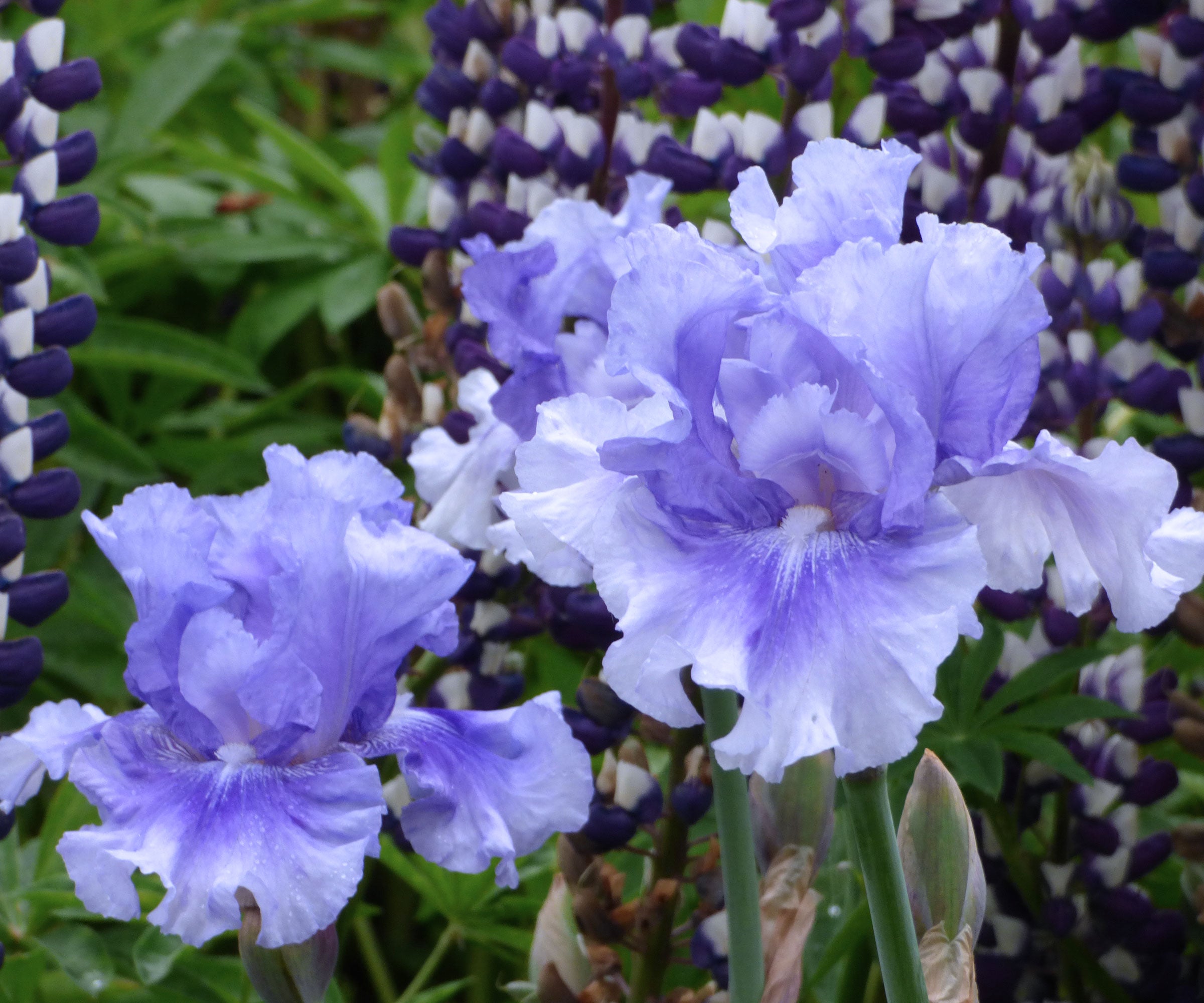 No Count Blues Fragrant Blue Iris Quart Container