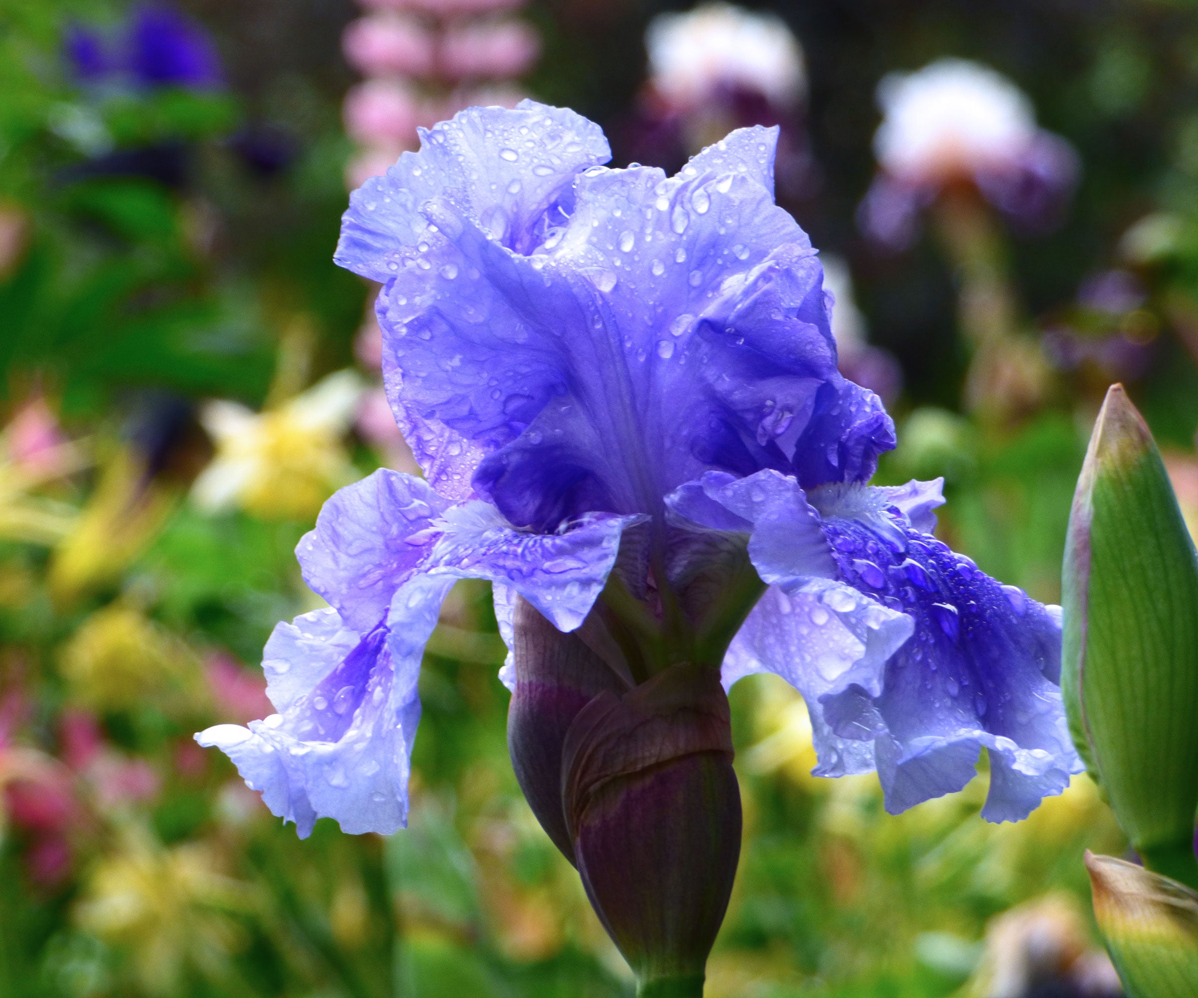 No Count Blues Fragrant Blue Iris Quart Container