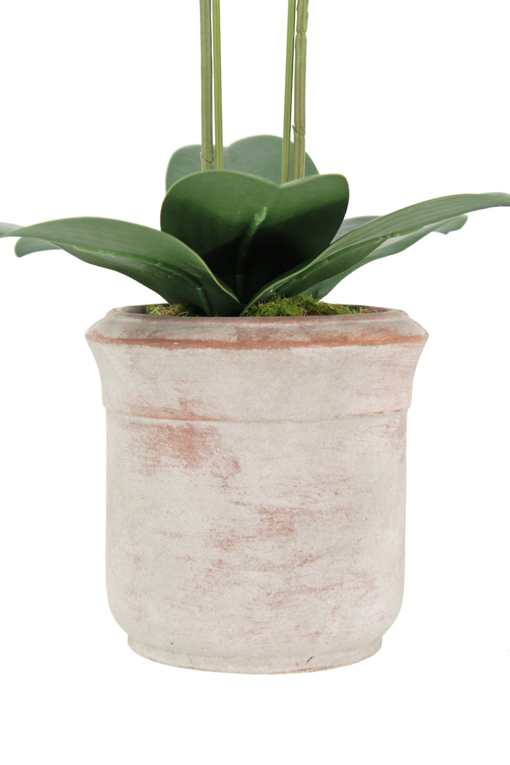Artificial 2-Stem Phalaenopsis White Orchid