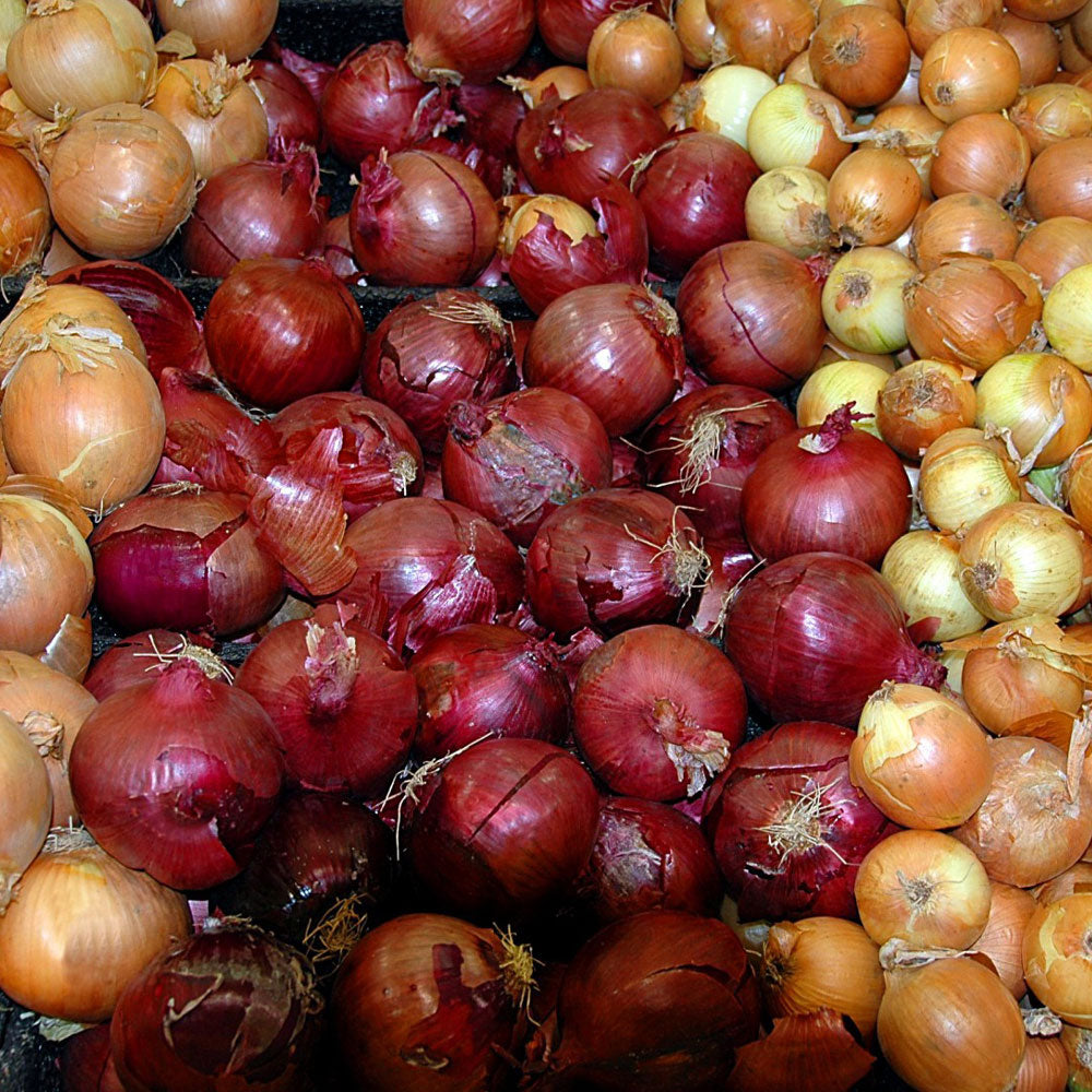 Mixed Red &amp; Yellow Onion Sets 1 Lb. Non-GMO
