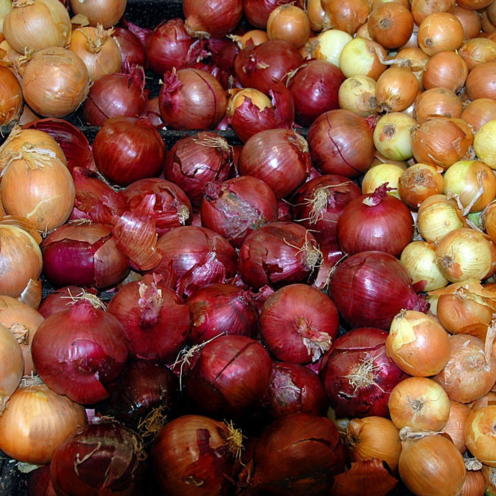 Mixed Red &amp; Yellow Onion Sets 1 Lb. Non-GMO