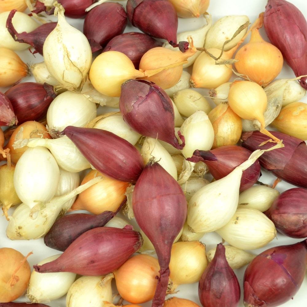 Mixed Red White & Yellow Onion Sets Naturally Grown Non-GMO | Onion Bulbs 8 oz - FREE SHIPPING