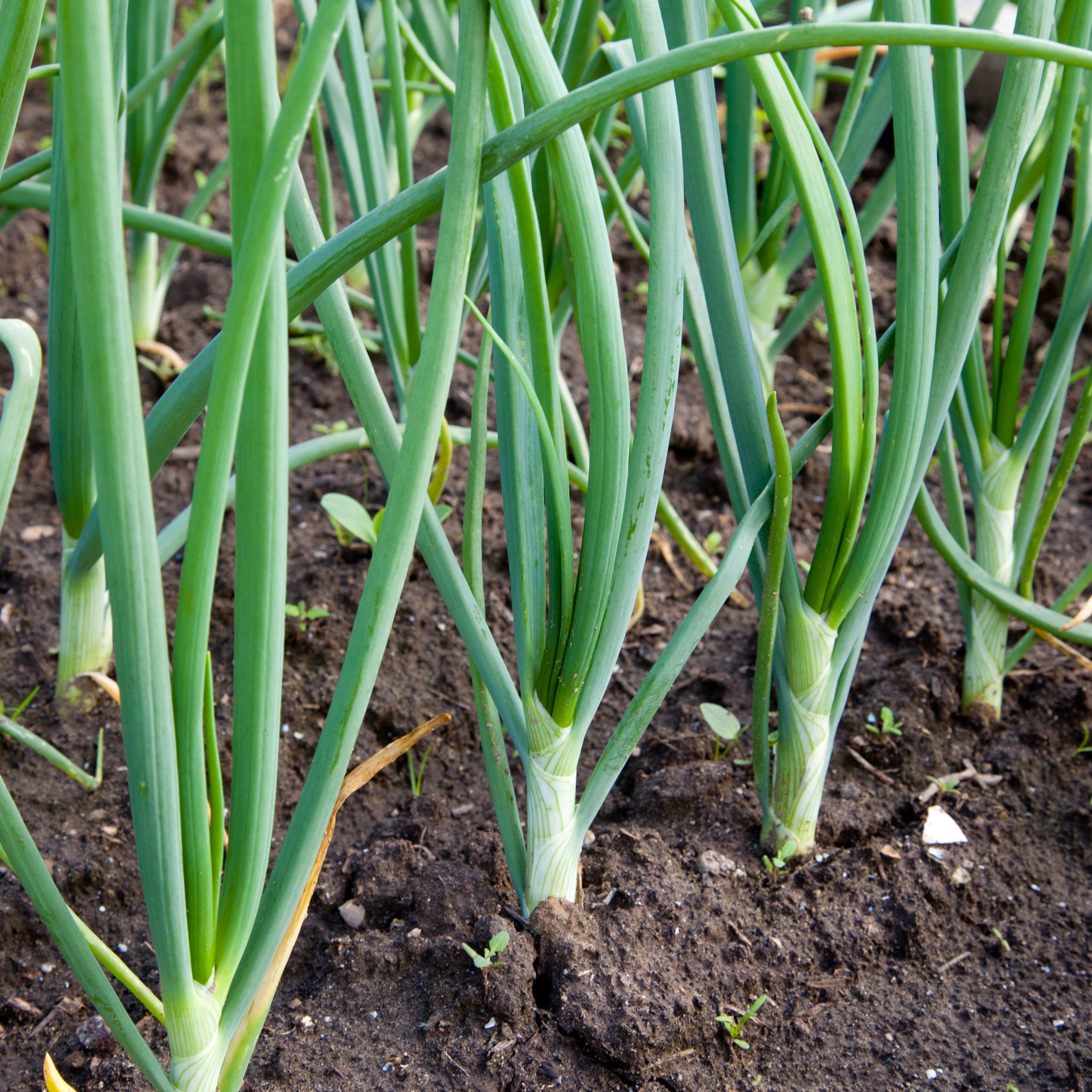 Yellow Onion Sets Naturally Grown Non-GMO| Stuttgarter Onion Bulbs 100-120 Bulbs 1 Pound - FREE SHIPPING