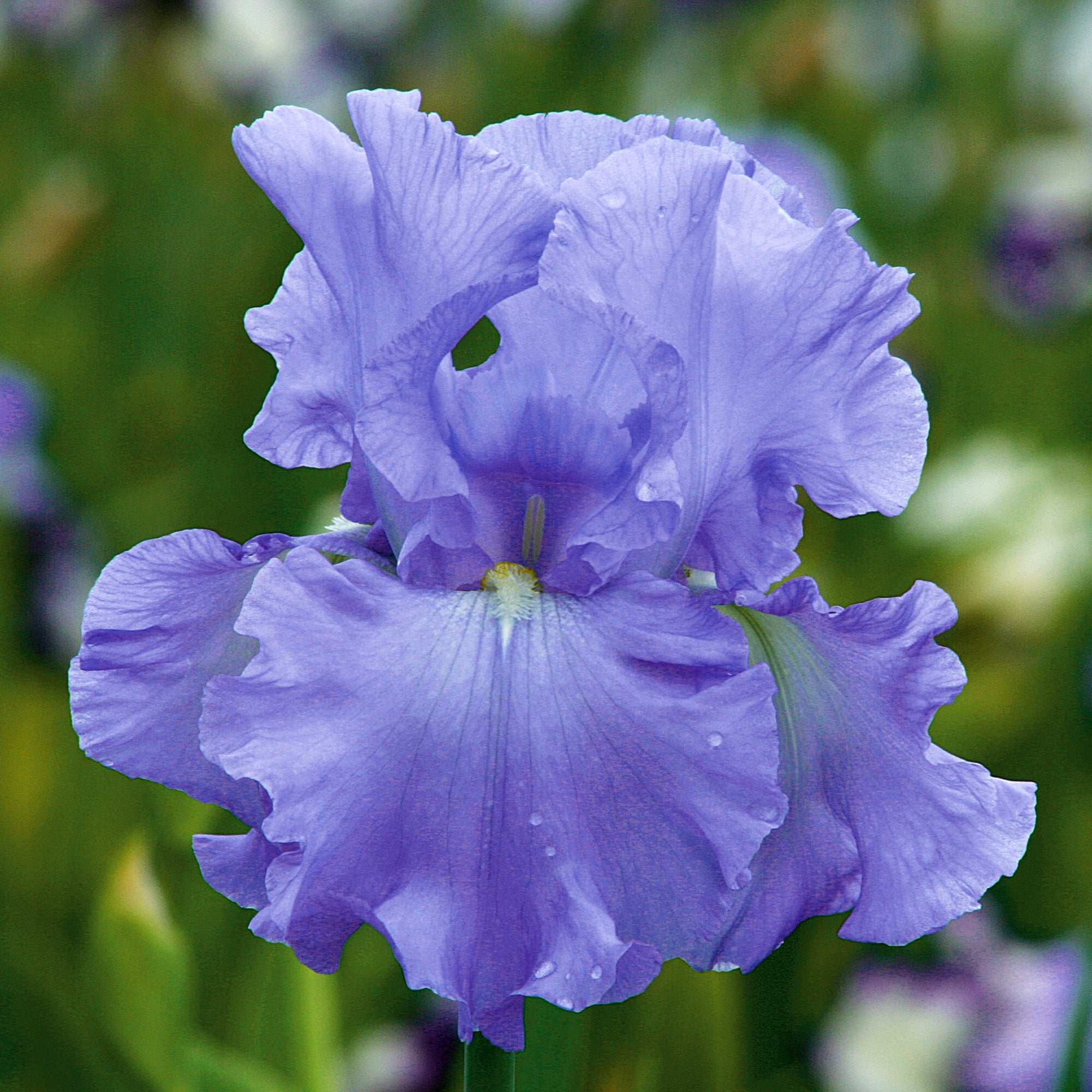 Open Ocean Reblooming Bearded Iris Potted Quart Pot