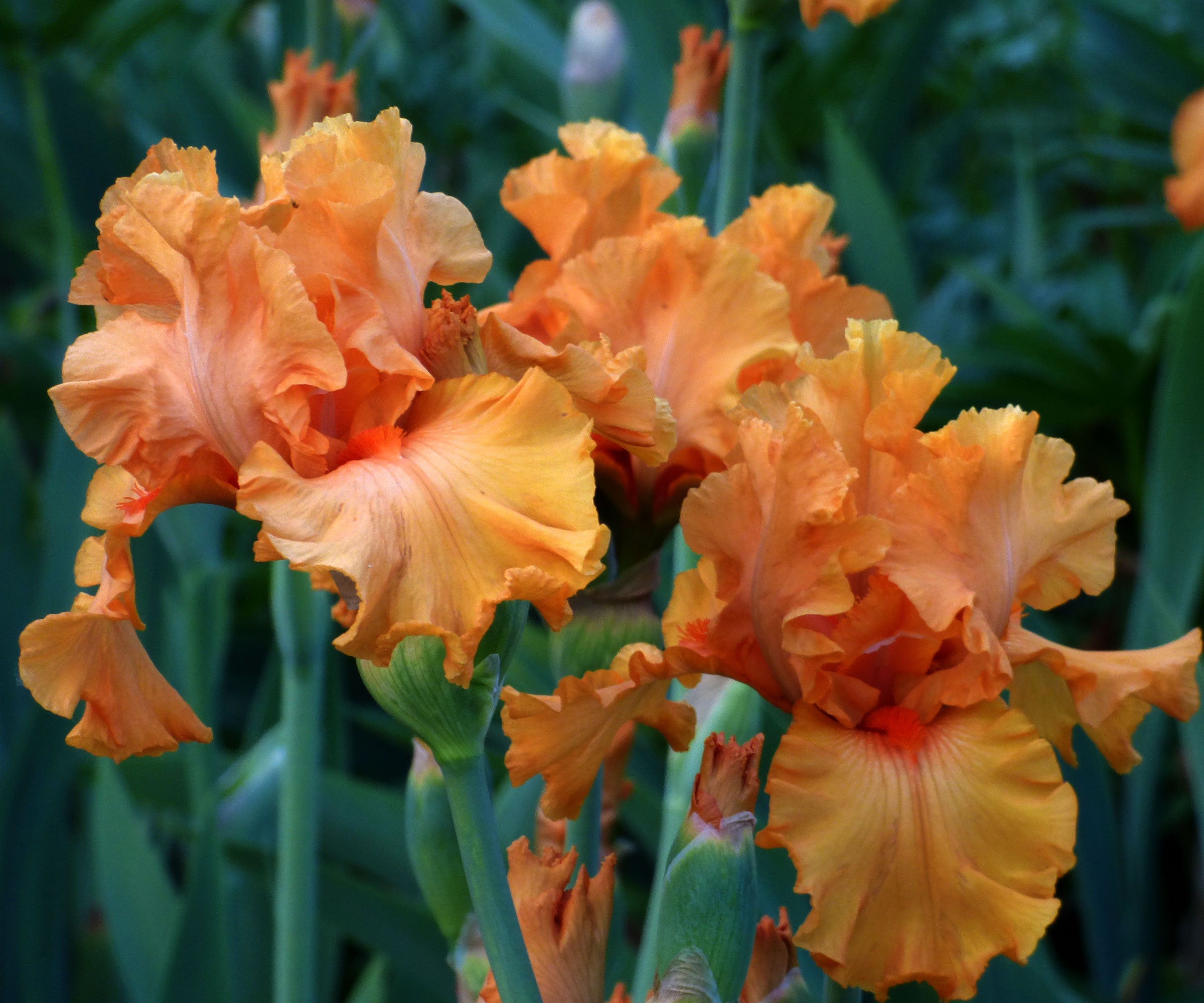 Orange King Bearded Iris Quart Container