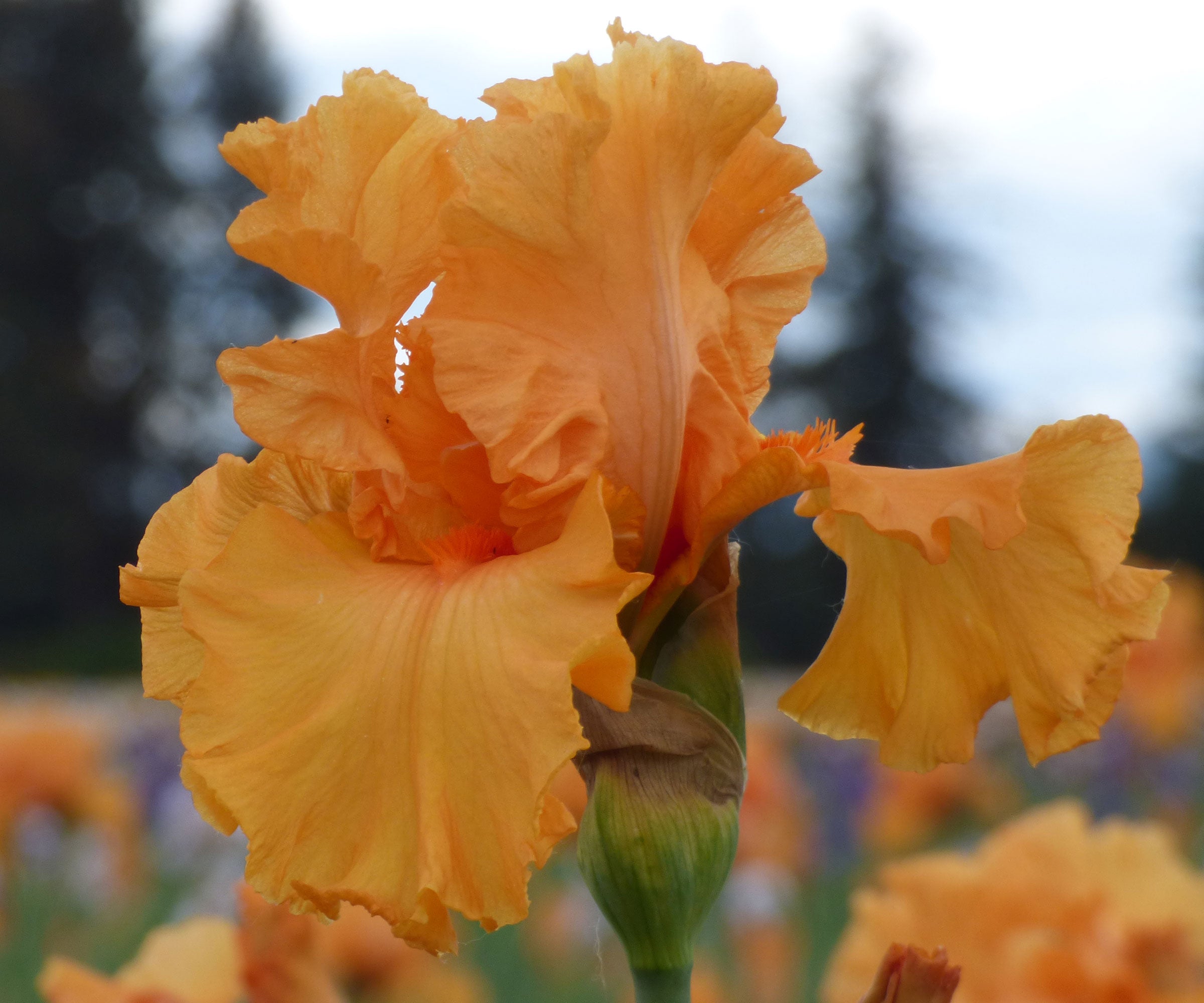 Orange King Bearded Iris Quart Container