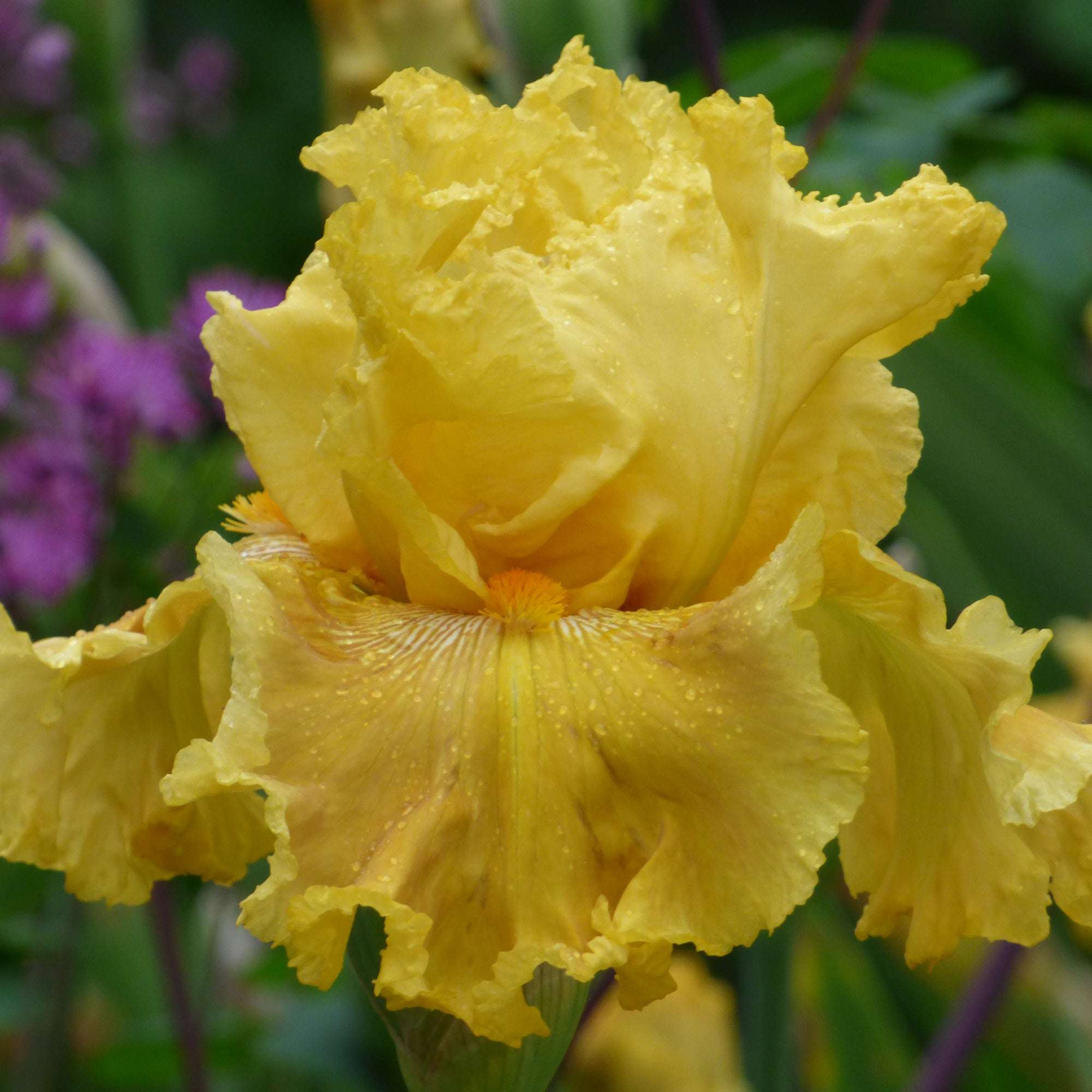 Oregon Firestorm Reblooming Bearded Iris Potted Quart Pot