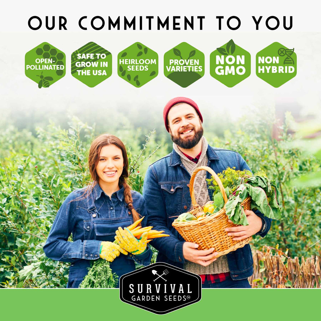 20 Variety Vegetable Garden Starter Seed Collection – Non-GMO Heirloom Kit for Beginner-Friendly Home Growing