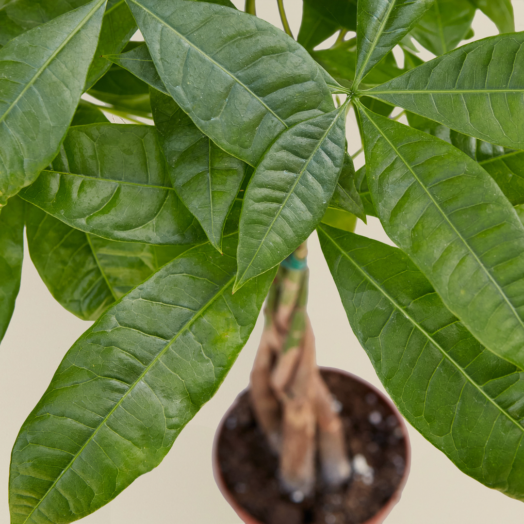 Money Tree &